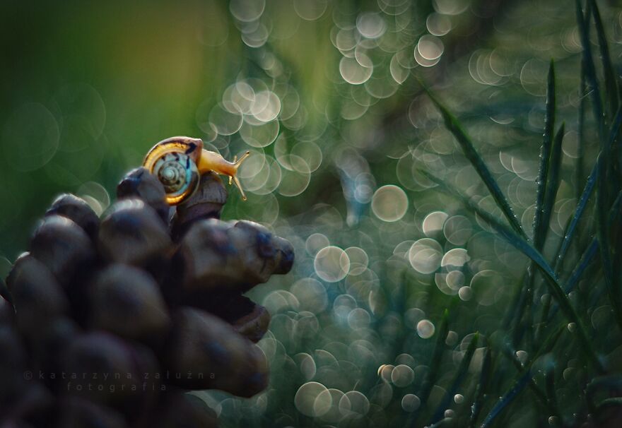 I Took Macro Pictures Of Snails In Bokeh (30 Pics)