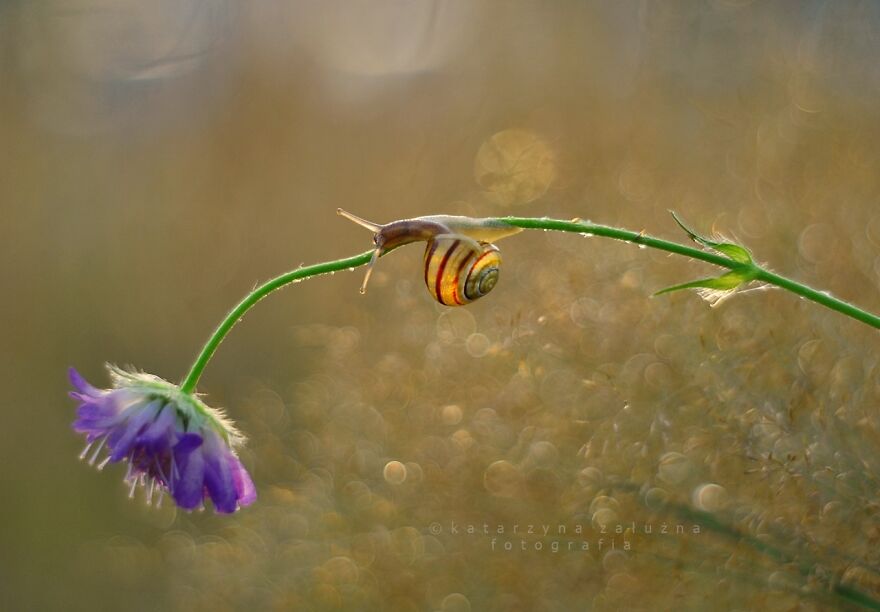 I Took Macro Pictures Of Snails In Bokeh (30 Pics)