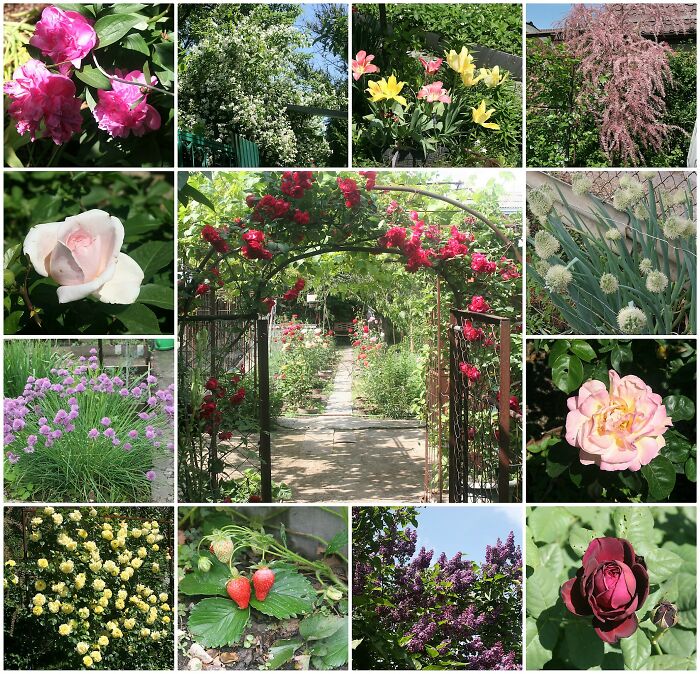 My Garden Is Quiet, Cozy And So Native ! In May, Always - Extremely Beautiful !