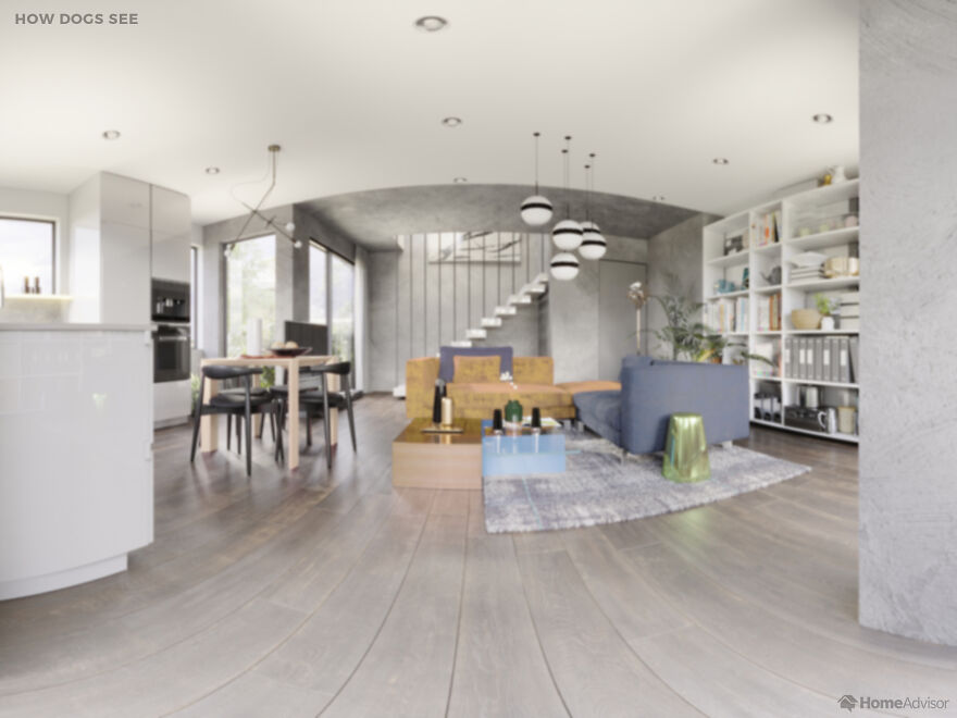 Here's How These 7 Pets See The World Around Them Here's How These 7 Pets See The World Around Them