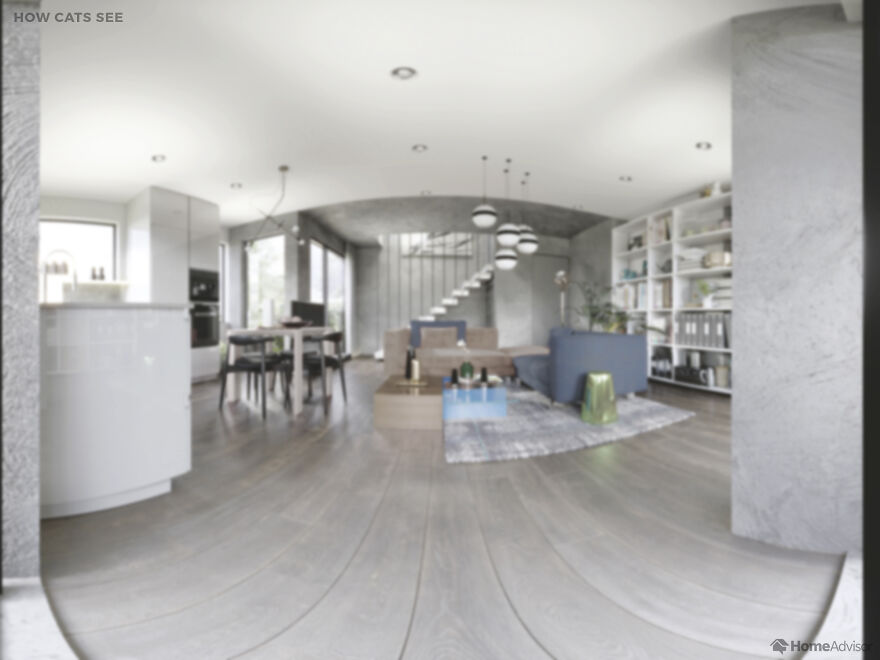 Here's How These 7 Pets See The World Around Them Here's How These 7 Pets See The World Around Them