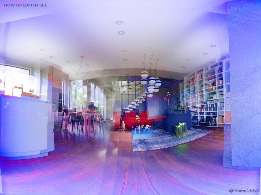 Here's How These 7 Pets See The World Around Them Here's How These 7 Pets See The World Around Them