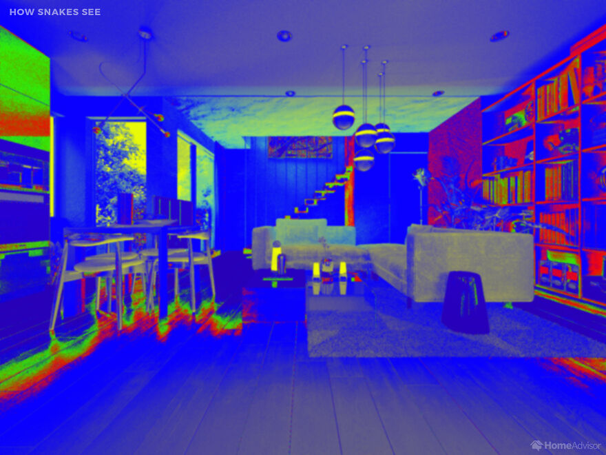 Here's How These 7 Pets See The World Around Them Here's How These 7 Pets See The World Around Them