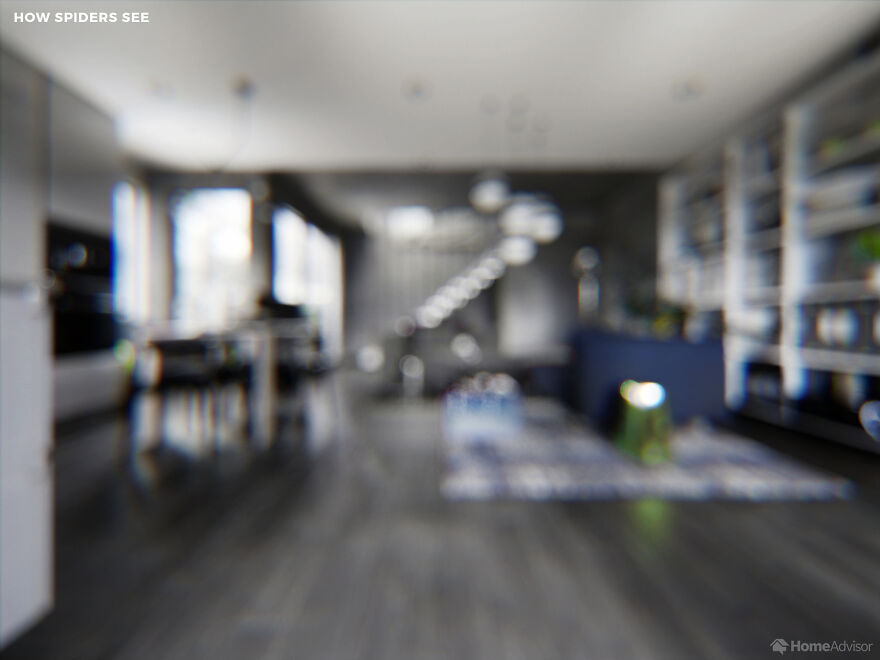 Here's How These 7 Pets See The World Around Them Here's How These 7 Pets See The World Around Them