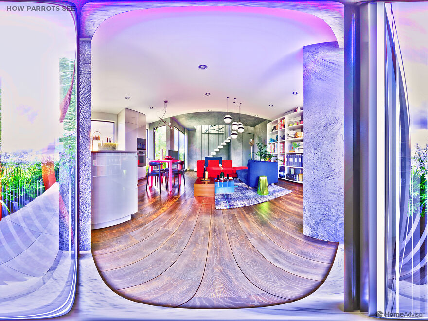 Here's How These 7 Pets See The World Around Them Here's How These 7 Pets See The World Around Them