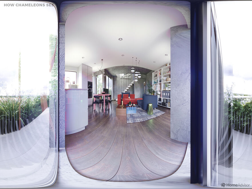 Here's How These 7 Pets See The World Around Them Here's How These 7 Pets See The World Around Them