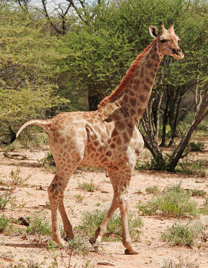 For The First Time Ever, Scientists Discover Dwarf Giraffes Standing At Just 9 Ft In Namibia And Uganda For The First Time Ever, Scientists Discover Dwarf Giraffes Standing At Just 9 Ft In Namibia And Uganda
