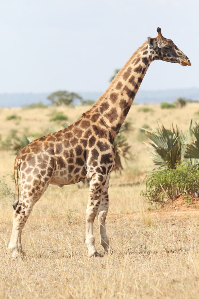 For The First Time Ever, Scientists Discover Dwarf Giraffes Standing At Just 9 Ft In Namibia And Uganda