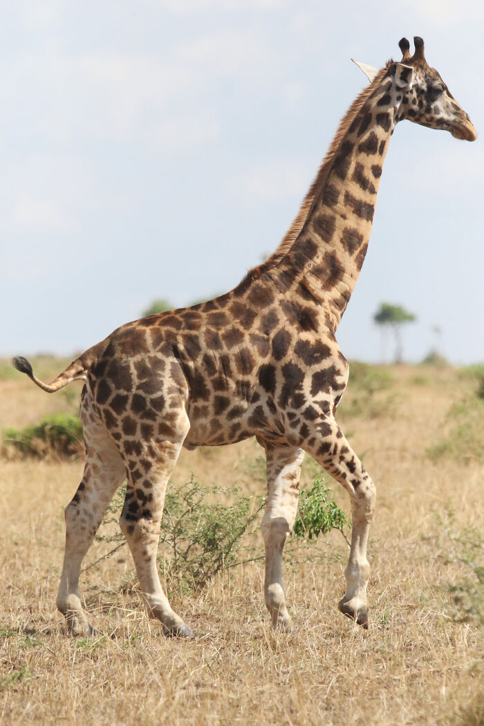 For The First Time Ever, Scientists Discover Dwarf Giraffes Standing At Just 9 Ft In Namibia And Uganda