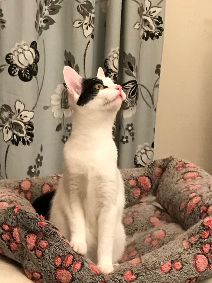 Moth, Hooman. Moth! Eanie Waiting For Victim To Come Closer