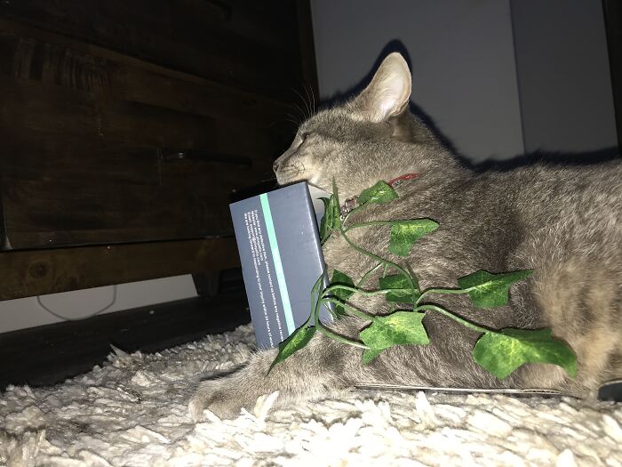 Trying To Fit His Fat But Into A Small Box