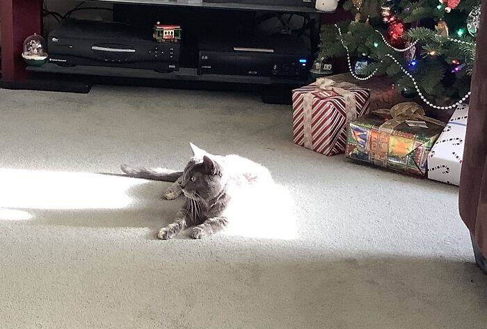 Grandkitty Enjoying The Sun From Our Big South Window.