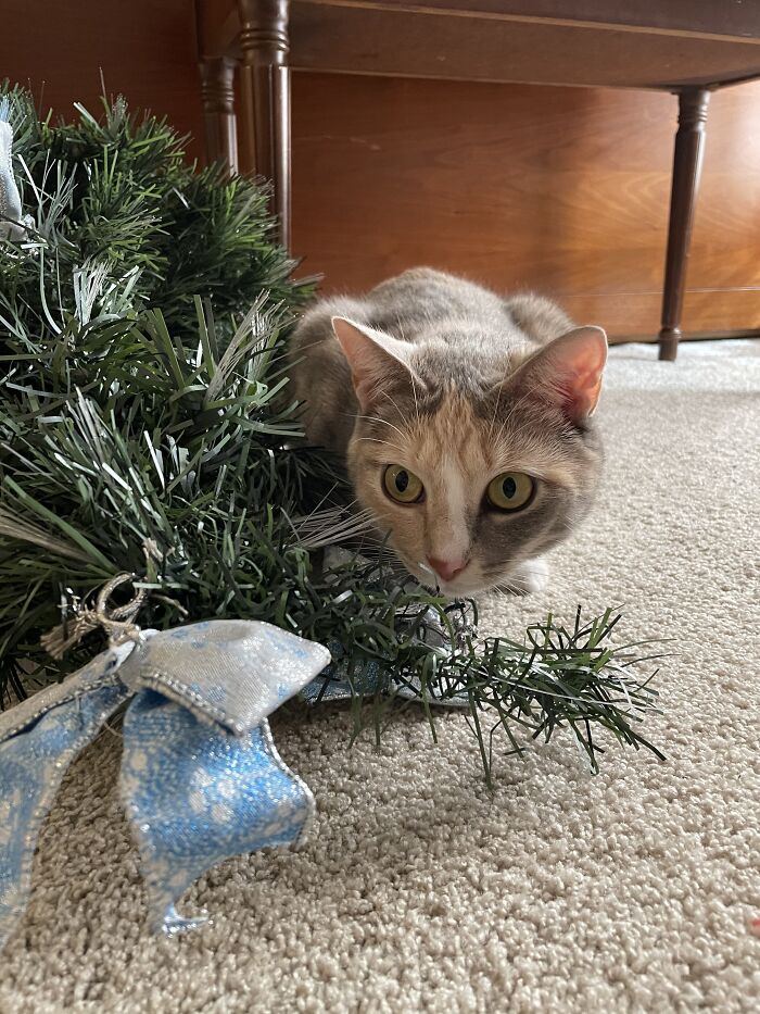 Helping To Clean Up Post Christmas