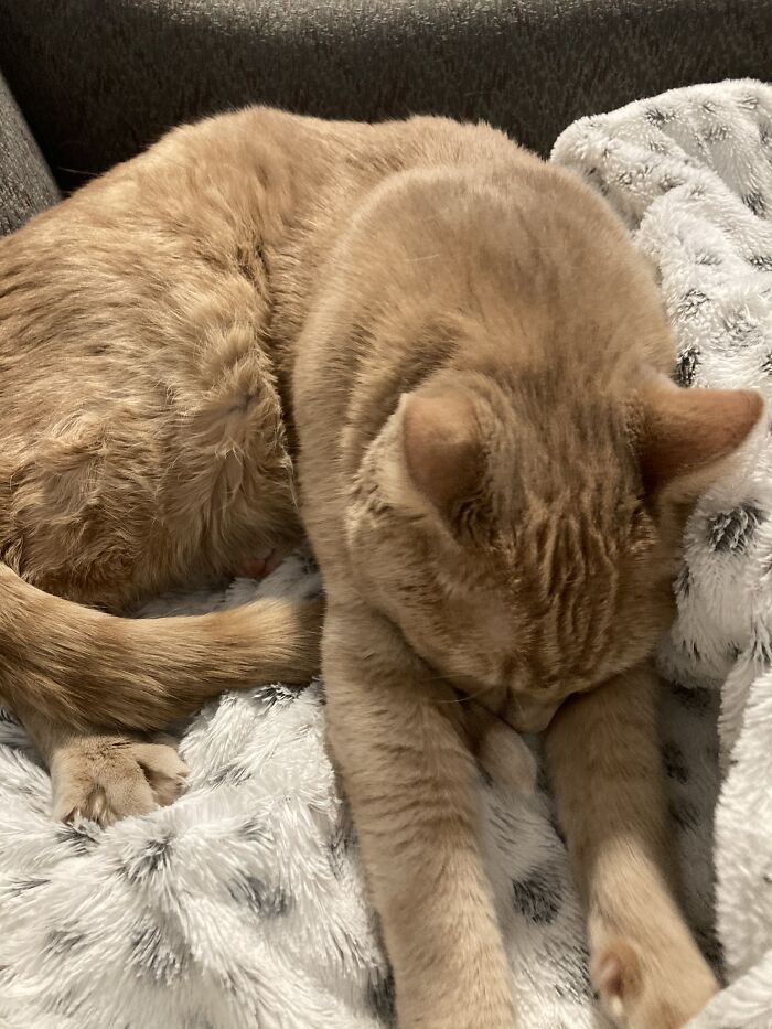 This Is Linus. He Sleeps By Me Every Day During School.