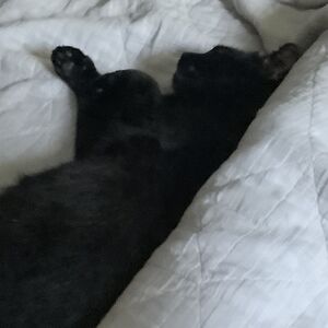 brianandkirstenlewis avatar