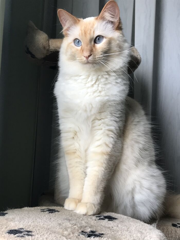 Kissy Is A Regal Guy