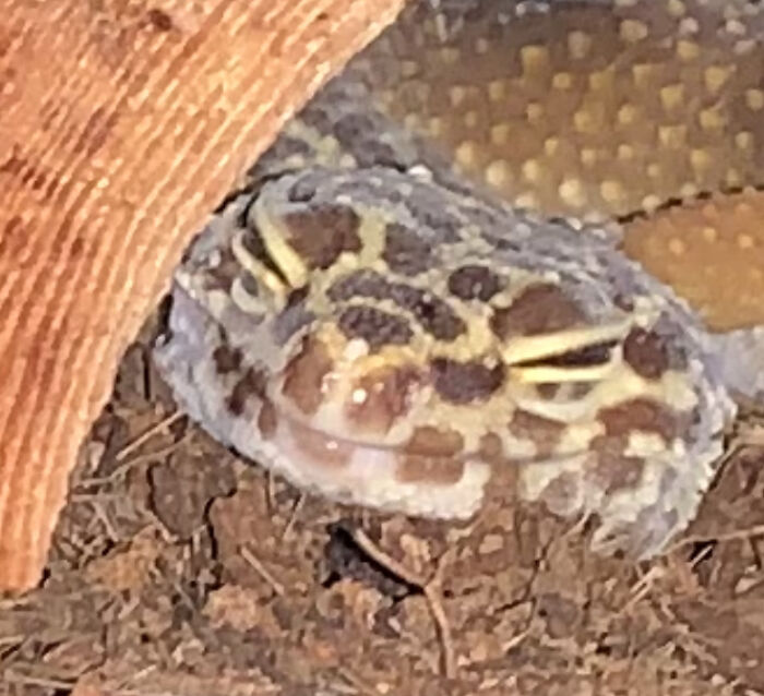 He Must Be Having A Great Dream......