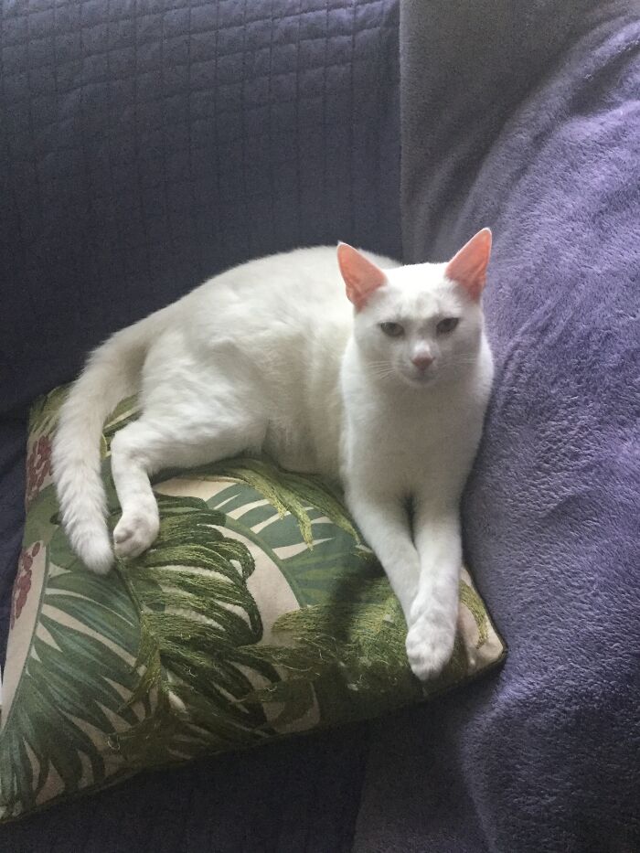 Blanca Gris Monkey Being Demure