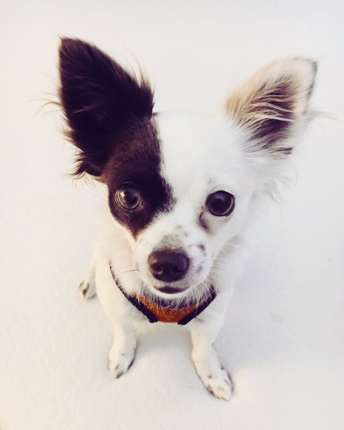 Pecan, Our Little Nut