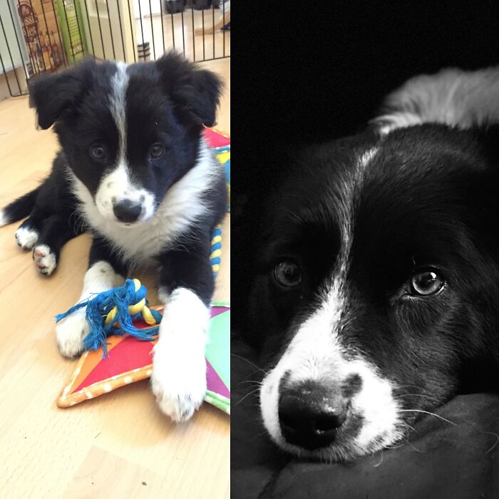Bronwen - 8 Weeks And 4.5 Years