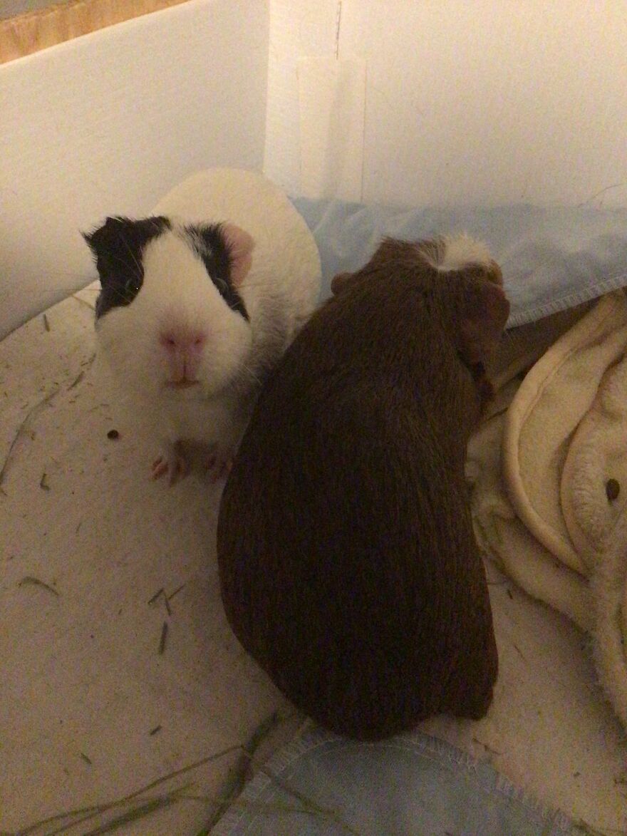 Don’t Have Rats Or Mice But Here Are My Guinea Pigs. They’re Rodents So I Think It’s Safe To Post Them Here!