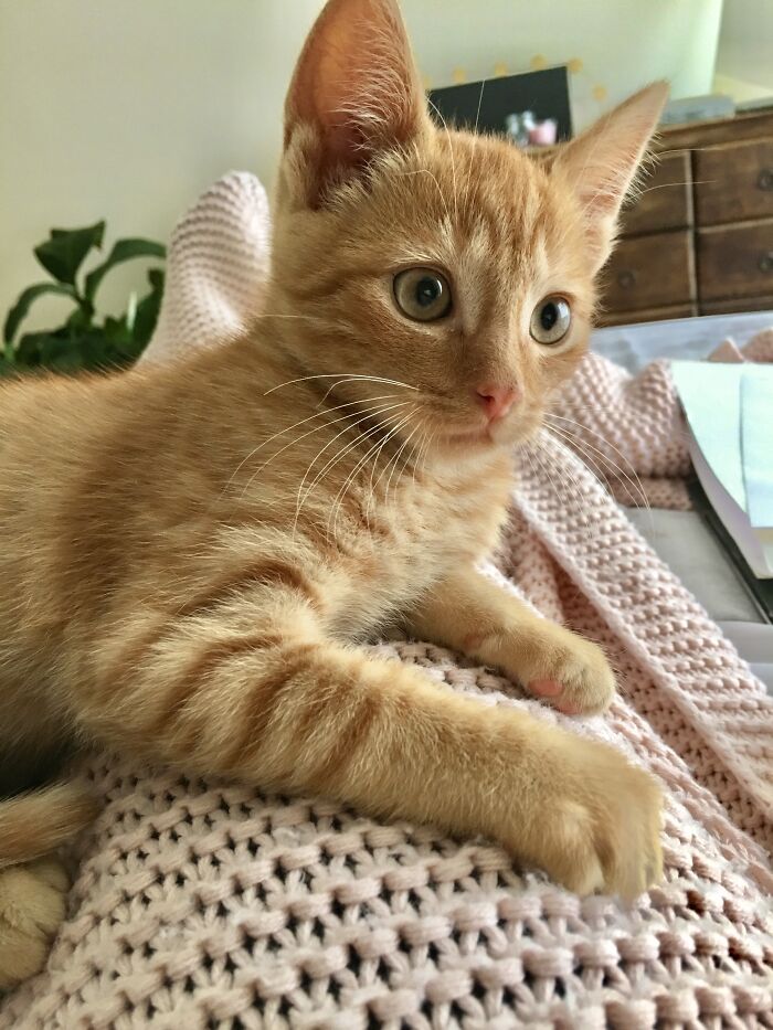 Freddy In His Best Shutterstock Dreamy Kitten Pose 