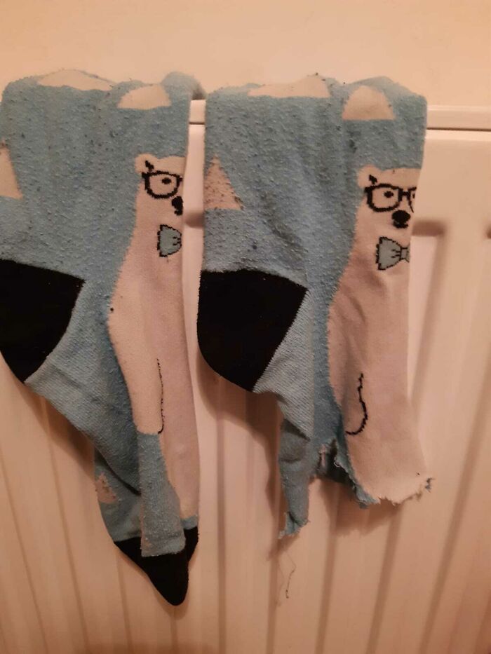 My Cousin’s Puppy Betsy The Dachshund Showing Her Destructive Side. New Plastic Bed Ordered