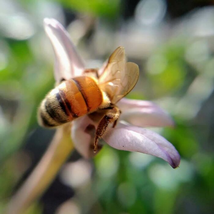 Bought A New Lens And Was Fooling Around In My Garden