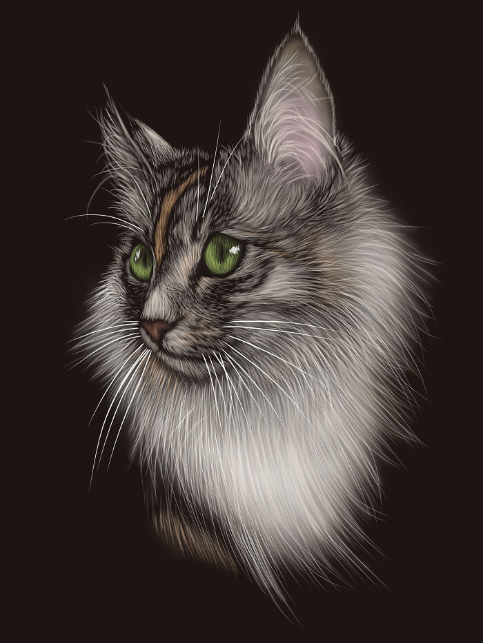 Tilly The Norwegian Forest Cat