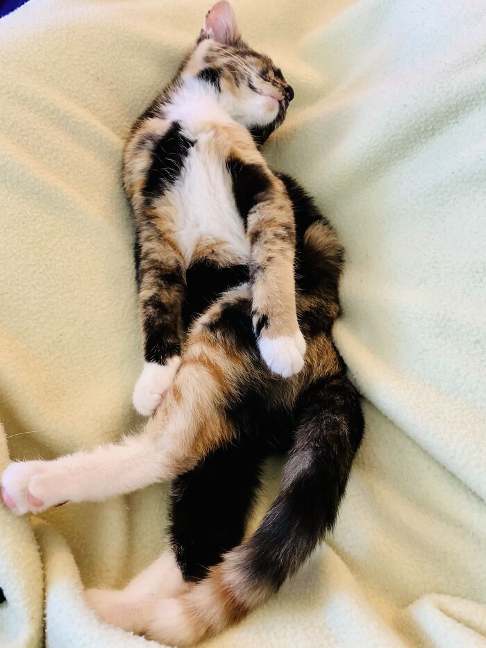 Quinn Poses Down Even When She’s Sleeping!