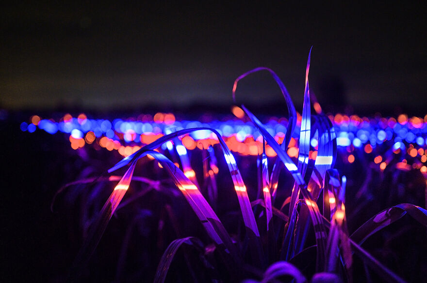 My Project Transforms 20,000 Square Meters Of Leek Into A Dreamscape