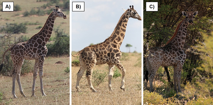 For The First Time Ever, Scientists Discover Dwarf Giraffes Standing At Just 9 Ft In Namibia And Uganda