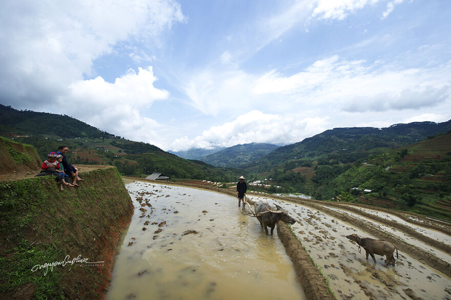 My 29 Pictures That Show The Relationship Between Buffalos And Vietnamese Farmers