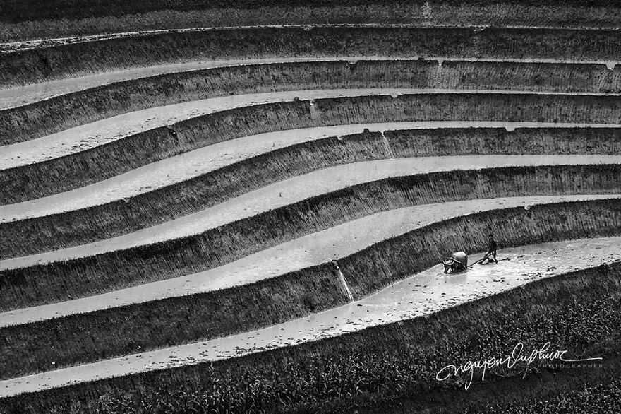 My 29 Pictures That Show The Relationship Between Buffalos And Vietnamese Farmers