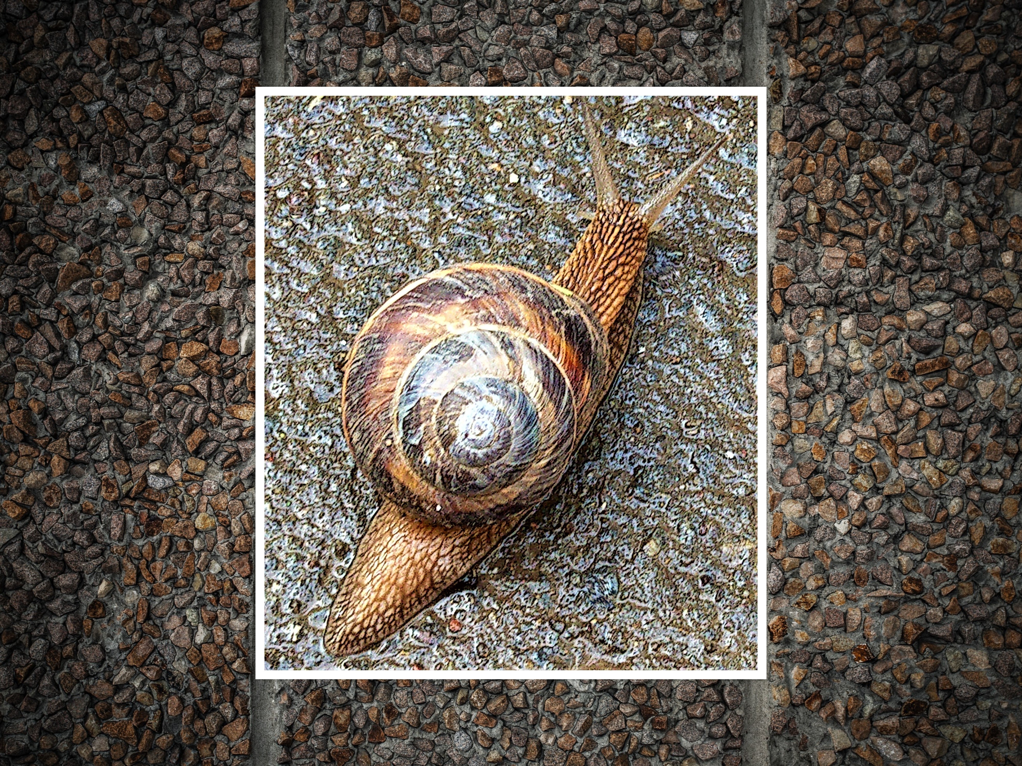 Hello, Pandas, Post A Photo Of Any Animal, Whose Color You Found Fashionable