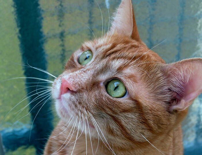 My Beautiful, And Very Good Boy