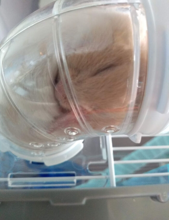 My Hamster Yoda