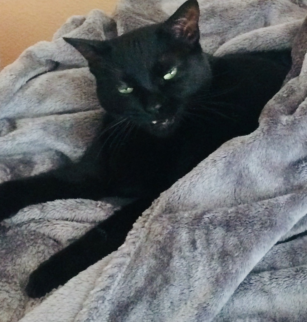 Hey Pandas, Show Us The Photo Of Your Pet That Makes You Laugh Every Single Time You See It (Closed)