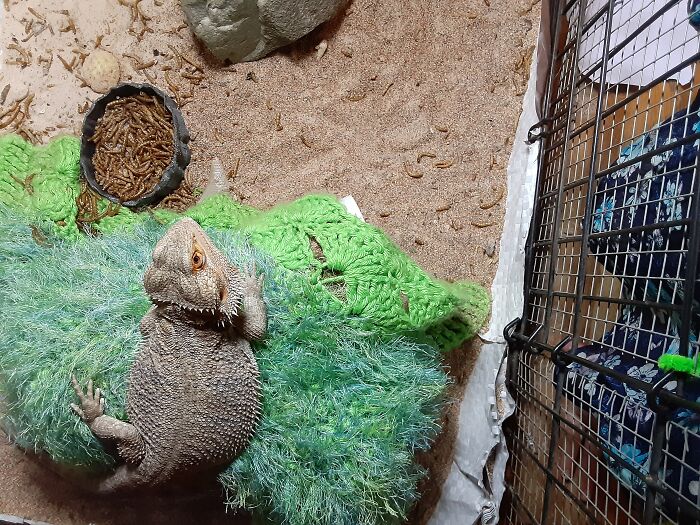 He Acts Like A Big Toughie, But Daku Loves His Blankie