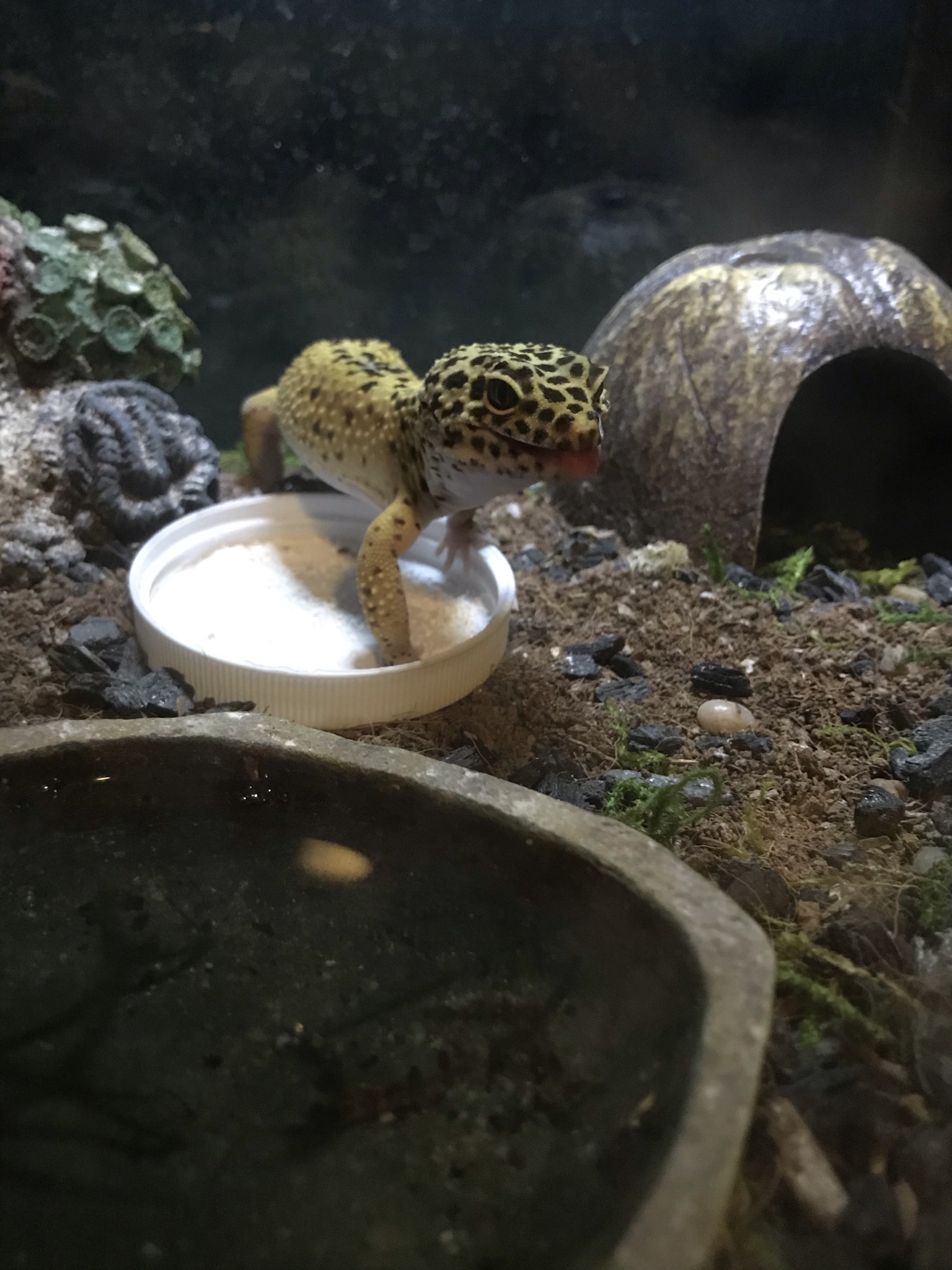 Hey Pandas, Post Pictures Of Any Cool Or Exotic Pets You Have (Closed)