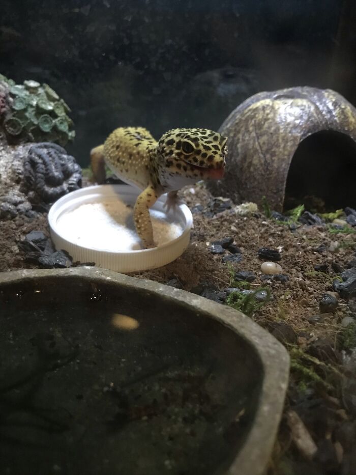 Hey Pandas, Post Pictures Of Any Cool Or Exotic Pets You Have (Closed)