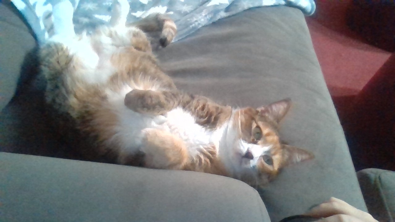 Hey Pandas, Post A Picture Of What Your Cat Is Up To (Closed)