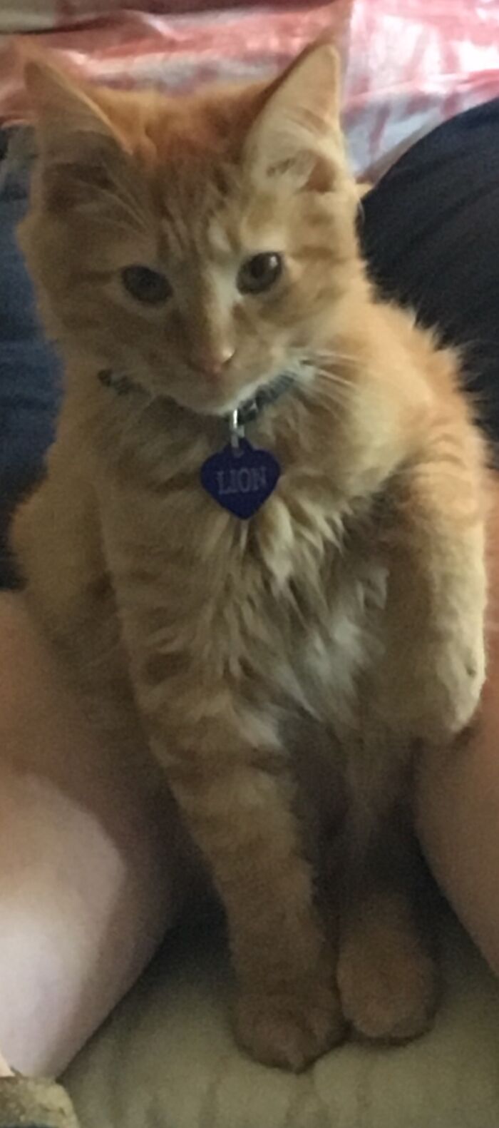 I Have No Pics Of Him Sleeping On The Computer, So Here Is A Pic From About Two Years Ago.