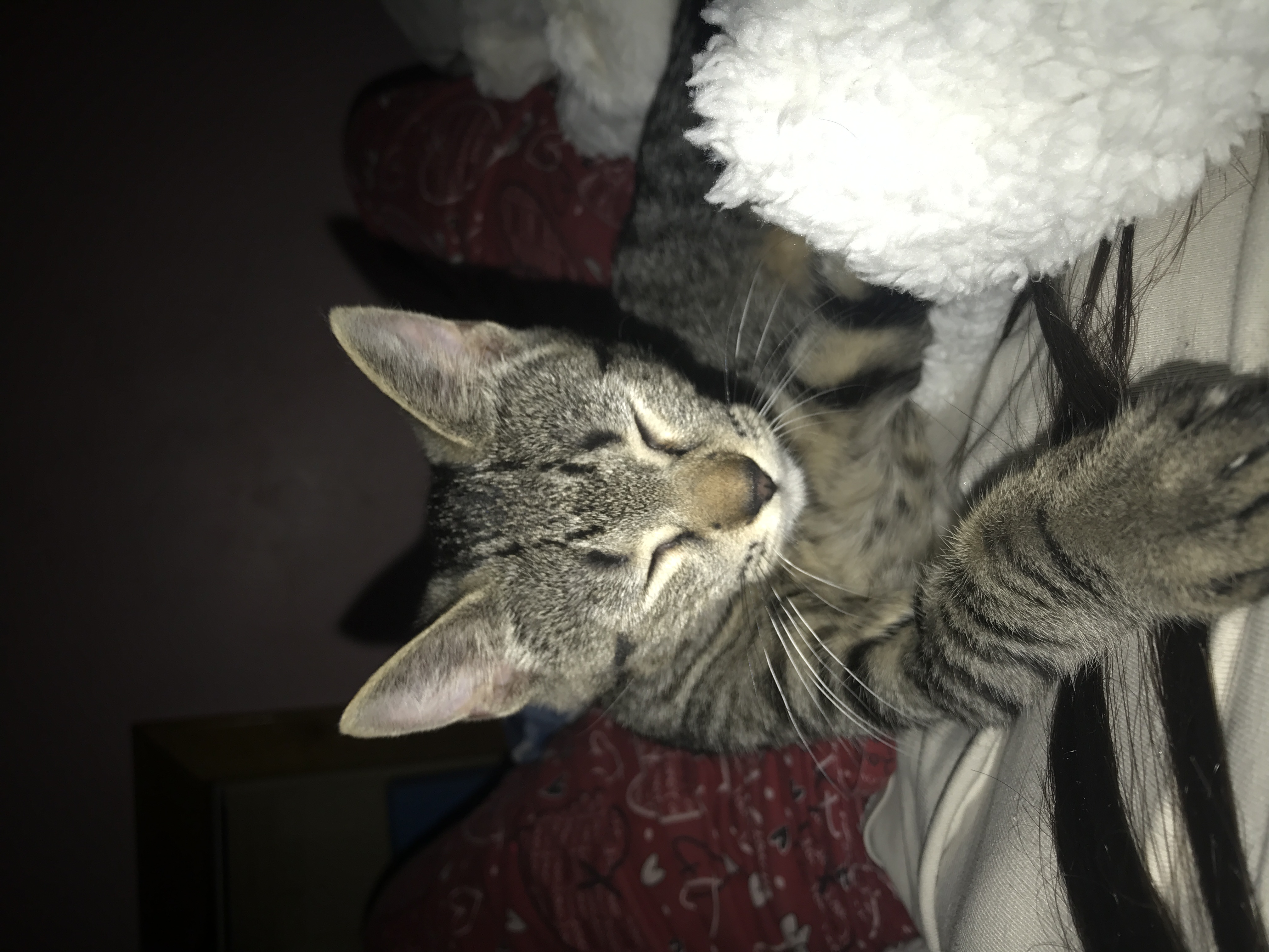 Hey Pandas Show A Pic Of What Your Pet Is Doing Right Now (Closed)