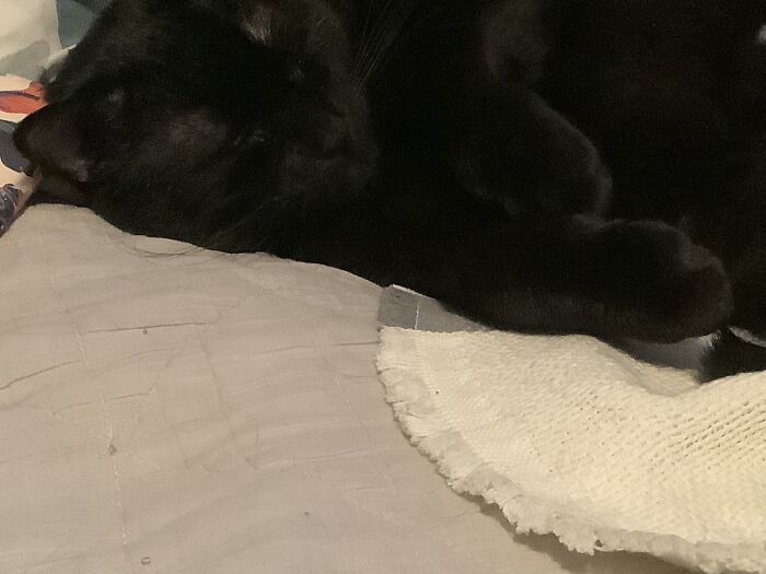 This Cat Here Is Cute, But He Is A Monster And A Chonk