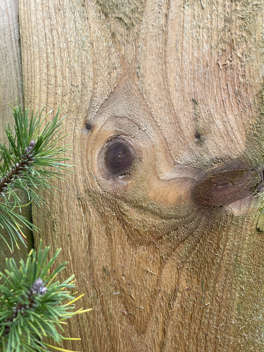 I Looked Through The Window And Noticed That There Were Funny Creatures Trying To Be Released From The Wooden Fence...