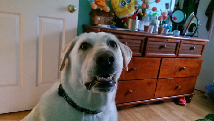 Showing Off His Snaggletooth