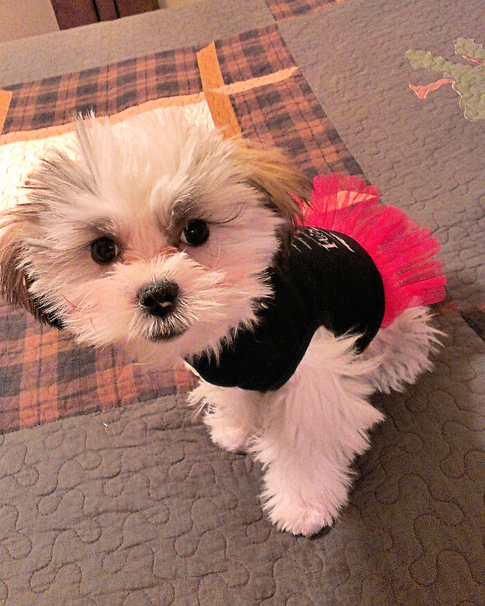 Best Dressed And Freshly Groomed