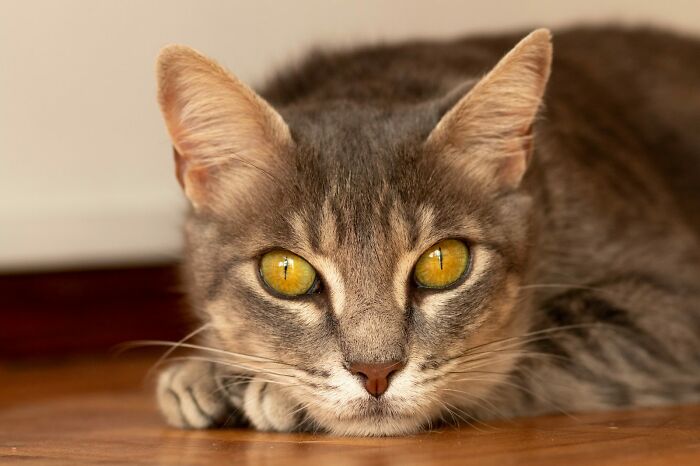 My Girl Gandalf. She Is A Rescue. She Was A Bit Feral When We Took Her In. She Is Very Sweet Now