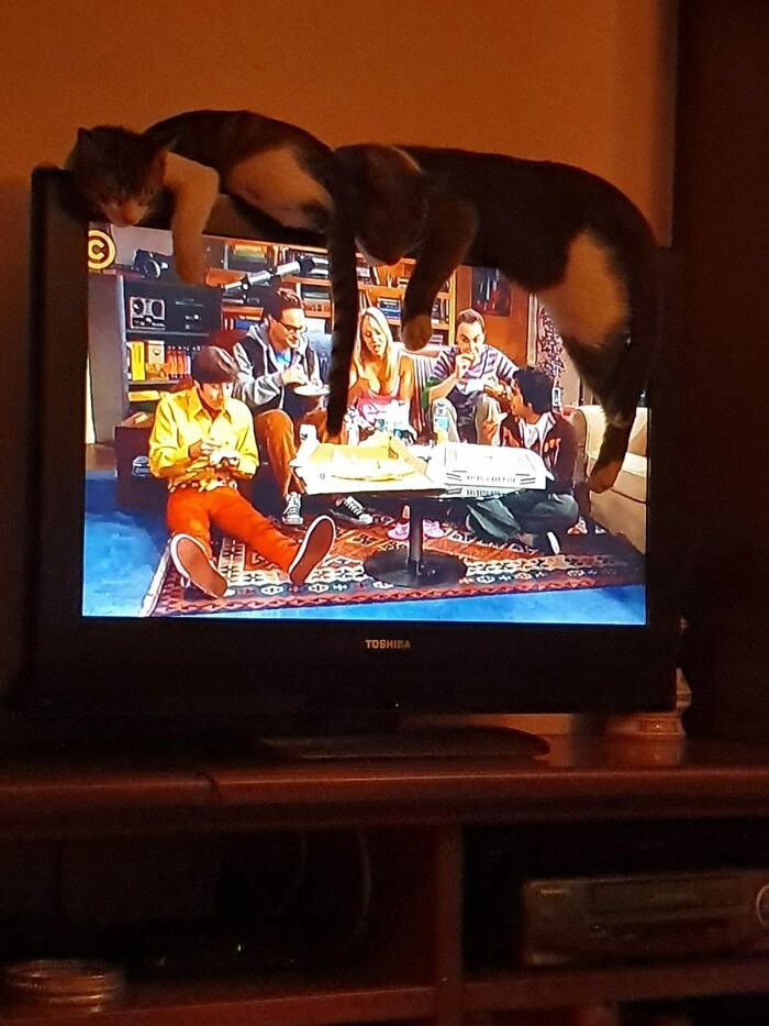 Pinky And British Napping On TV